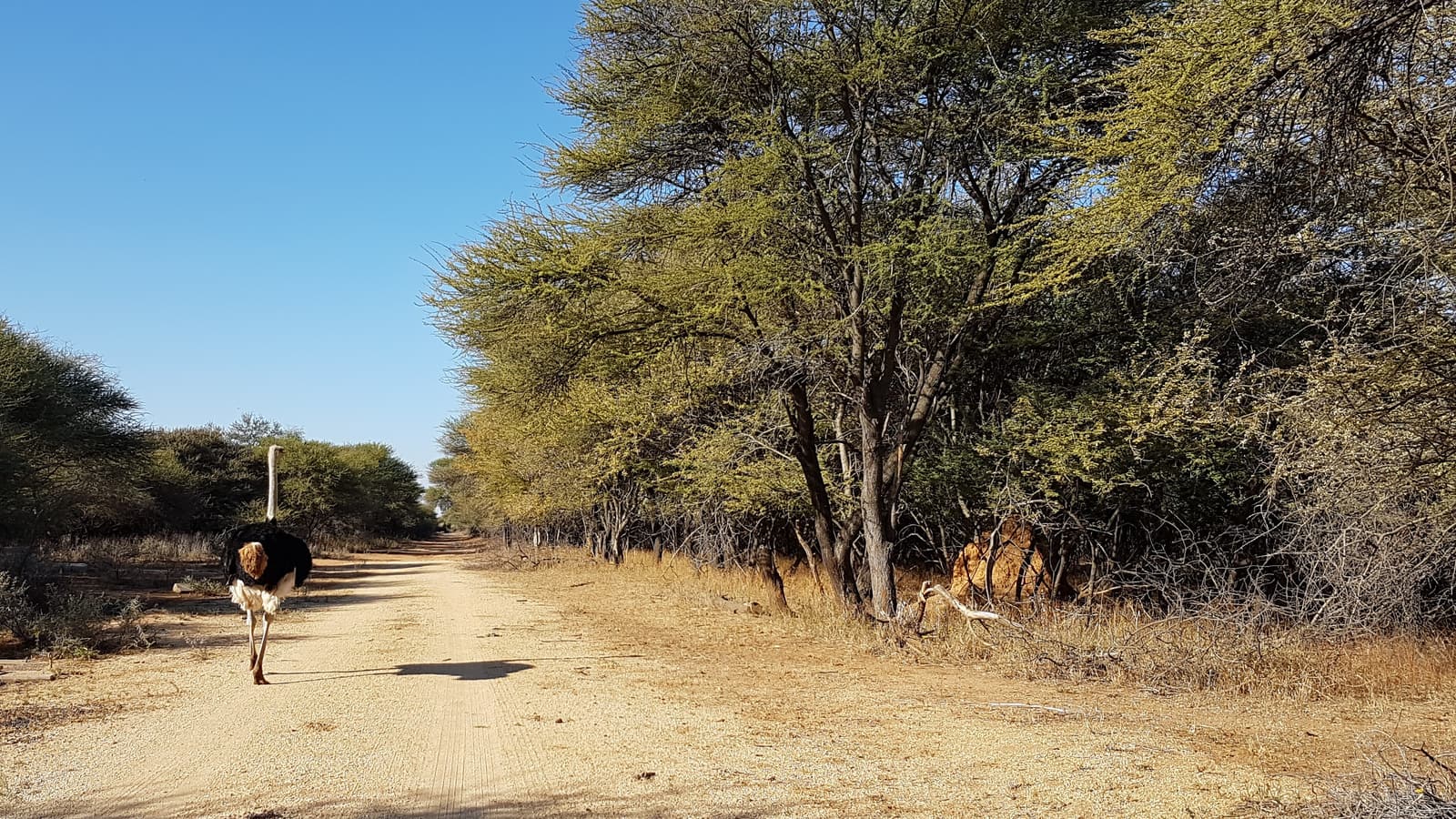 An ostrich on a gravel track in the Gaborone Game Reserve