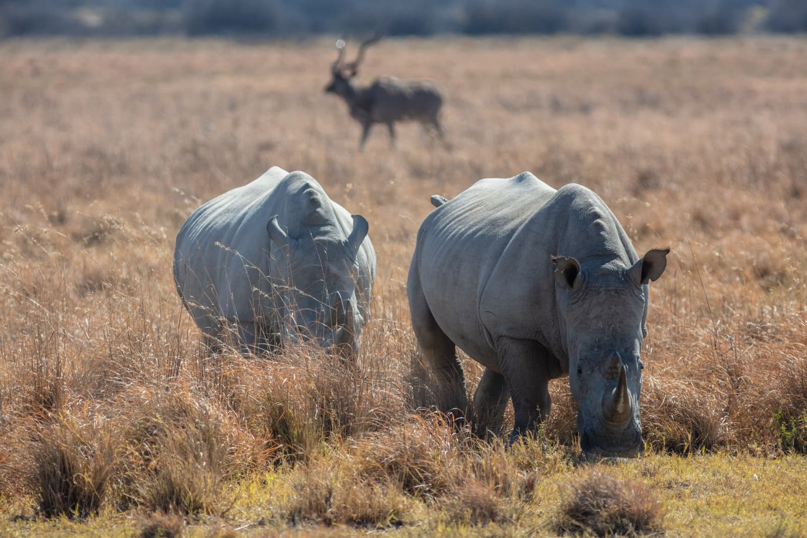 Two white rhinos grazing at Khama Rhino Sanctuary with a kudu behind