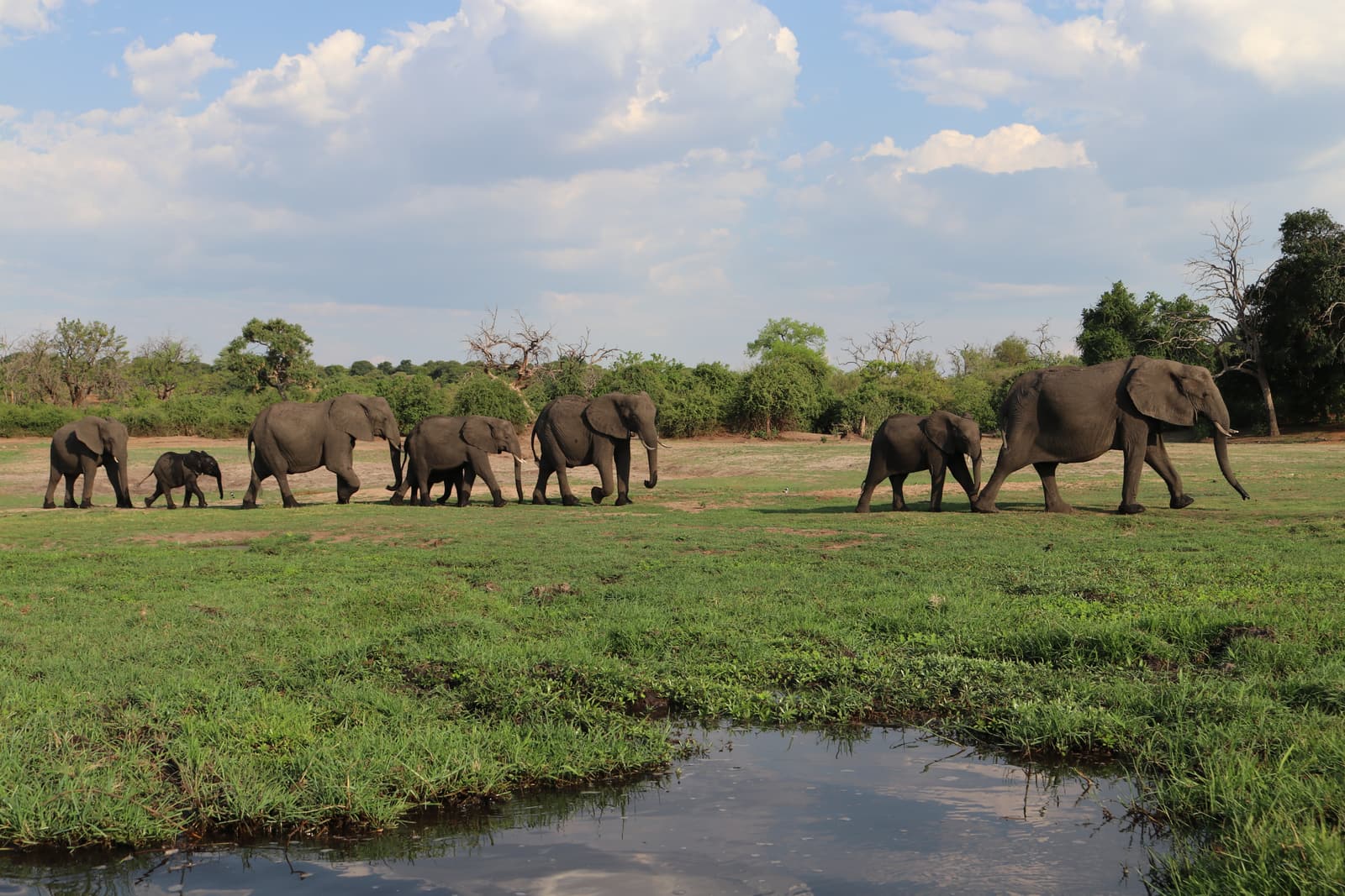 A herd of elephants on the green floodplain of the Chobe River