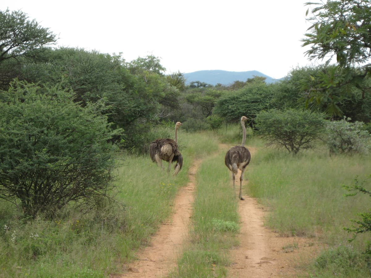 Two ostriches walking along a track in Mokolodi Nature Reserve