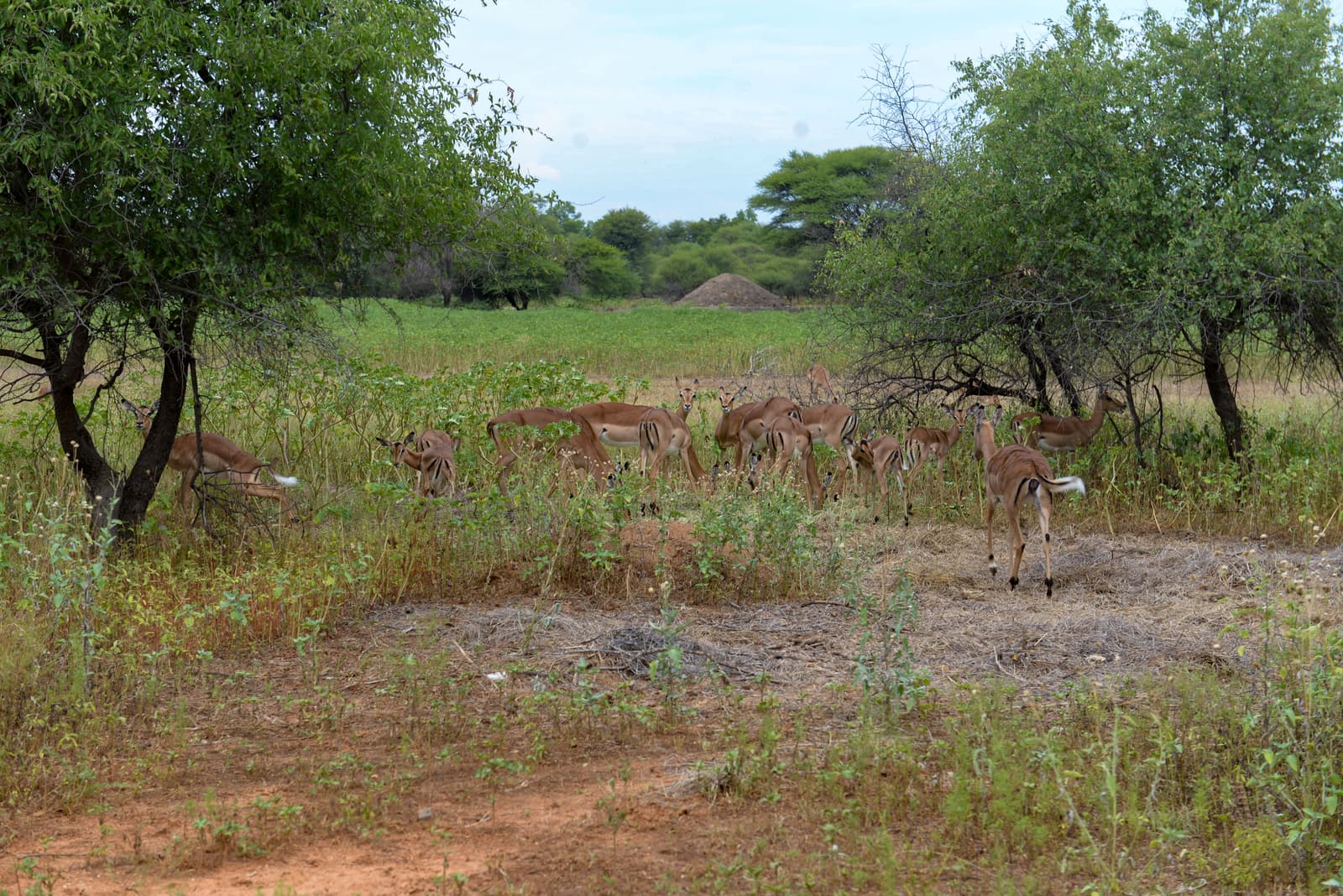 Impala grazing under acacia trees in the Gaborone Game Reserve