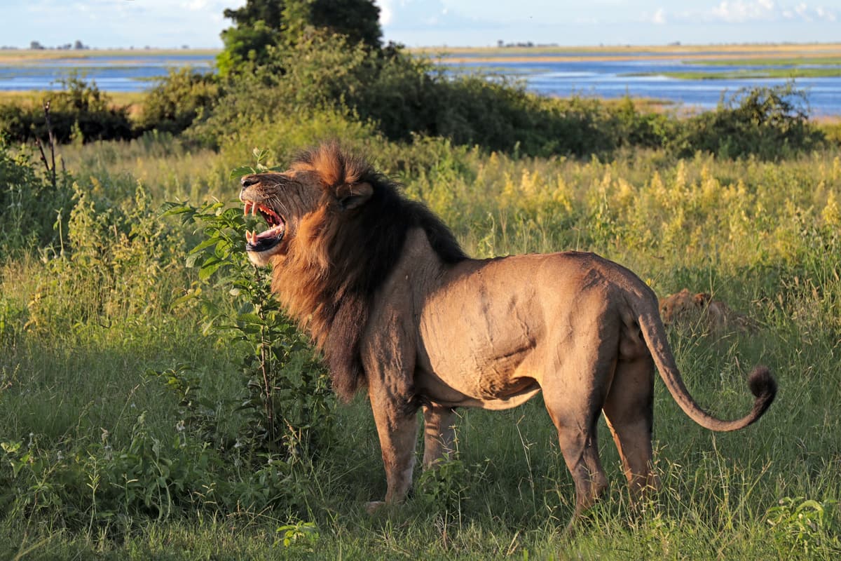 A male lion roaring in the green grass of northern Botswana