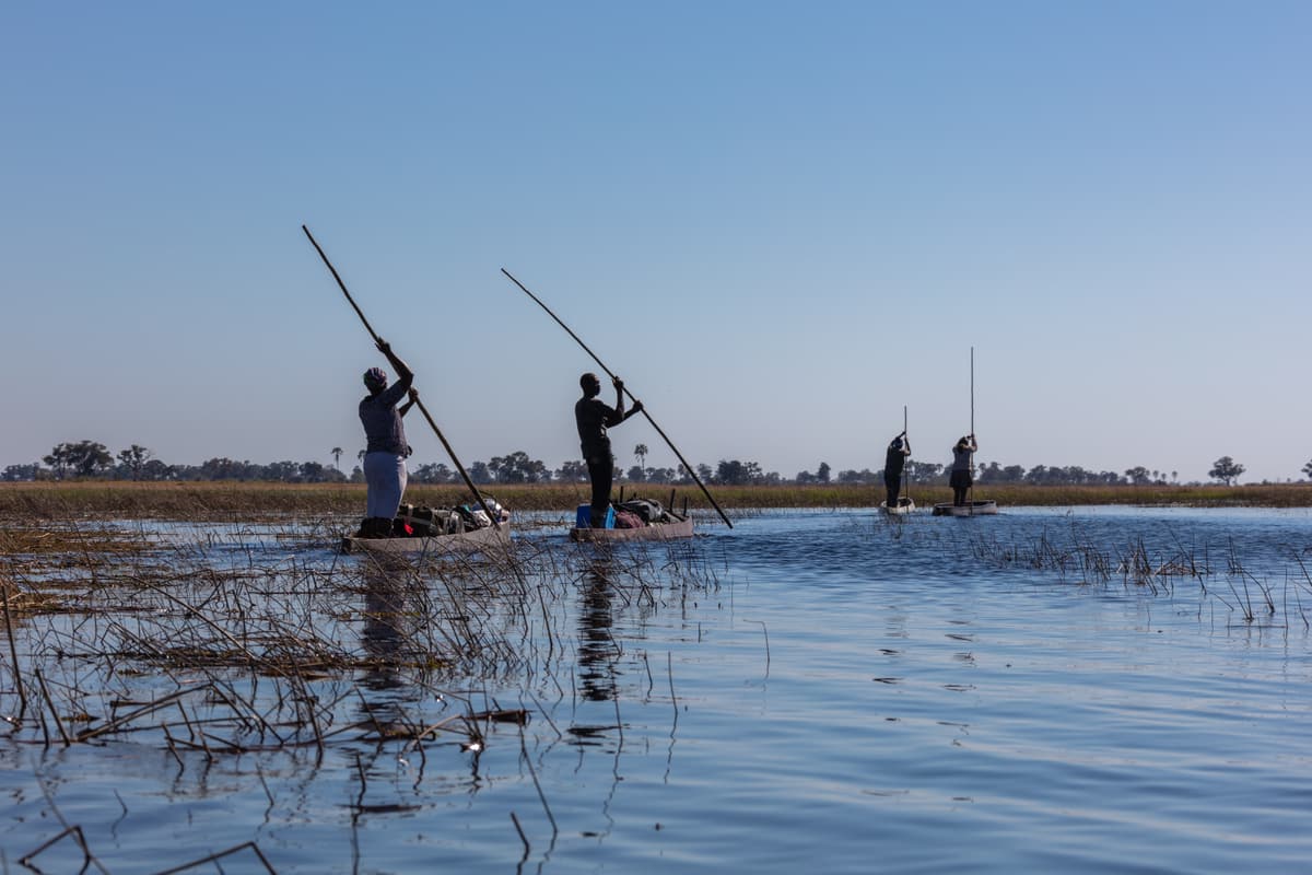Polers steering mokoro canoes across open water in the Okavango Delta