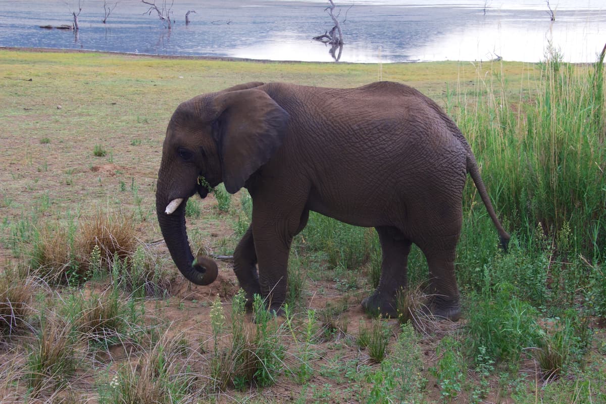 An elephant by the water in Pilanesberg National Park